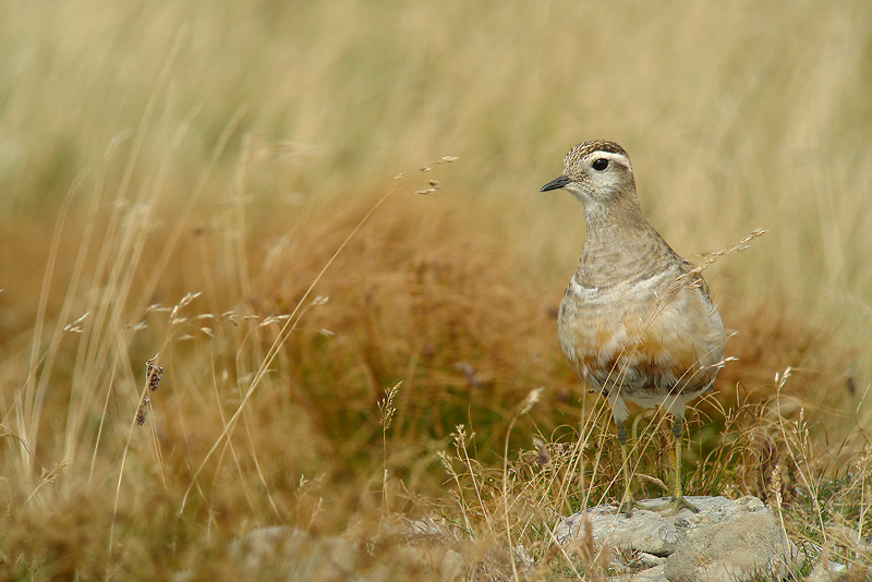 Piviere Tortolino - Charadrius morinellus in Digiscoping